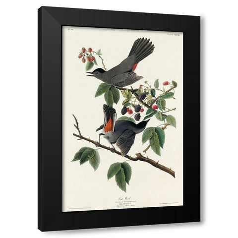 Cat Bird Black Modern Wood Framed Art Print with Double Matting by Audubon, John James