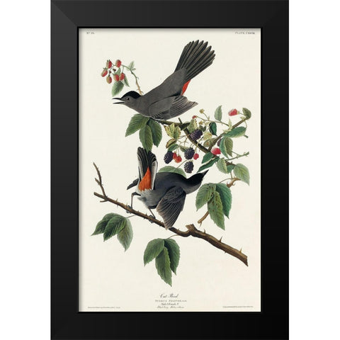 Cat Bird Black Modern Wood Framed Art Print by Audubon, John James