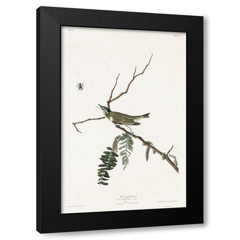 Red-eyed Vireo Black Modern Wood Framed Art Print with Double Matting by Audubon, John James