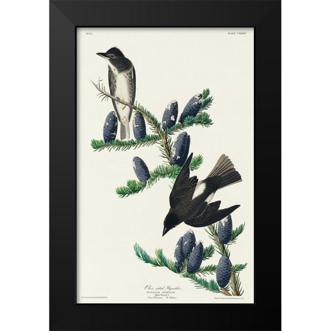 Olive sided Flycatcher Black Modern Wood Framed Art Print by Audubon, John James