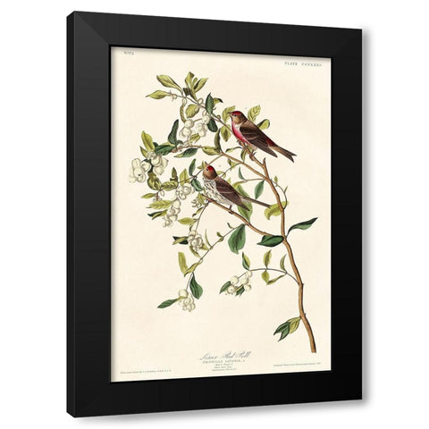 Lesser Red-Poll Black Modern Wood Framed Art Print by Audubon, John James
