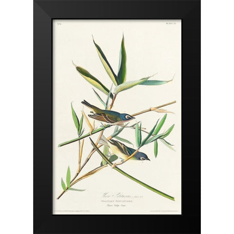 Vireo Solitarius Black Modern Wood Framed Art Print by Audubon, John James