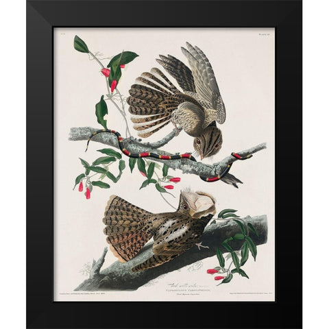 Chuck-wills WidowÂ  Black Modern Wood Framed Art Print by Audubon, John James