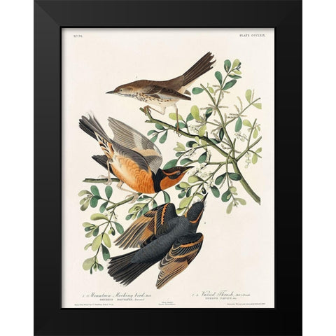 Mountain Mocking bird and Varied Thrush Black Modern Wood Framed Art Print by Audubon, John James