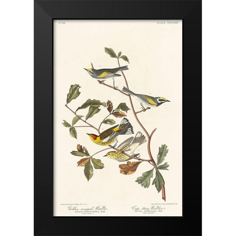Golden-winged Warbler and Cape May Warbler Black Modern Wood Framed Art Print by Audubon, John James
