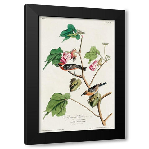 Bay-breasted Warbler Black Modern Wood Framed Art Print with Double Matting by Audubon, John James
