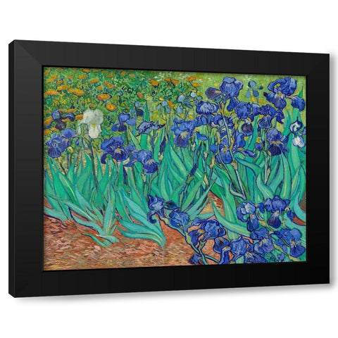Irises (1889) Black Modern Wood Framed Art Print with Double Matting by Van Gogh, Vincent