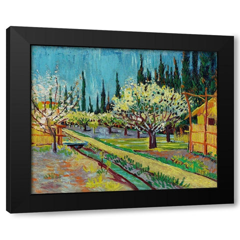 Orchard Bordered by Cypresses (1888) Black Modern Wood Framed Art Print with Double Matting by Van Gogh, Vincent