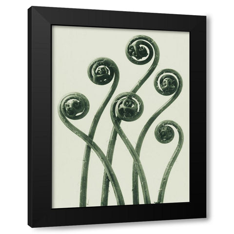 Adiantum pedatum (American Maiden-hair Fern) Black Modern Wood Framed Art Print by Blossfeldt, Karl