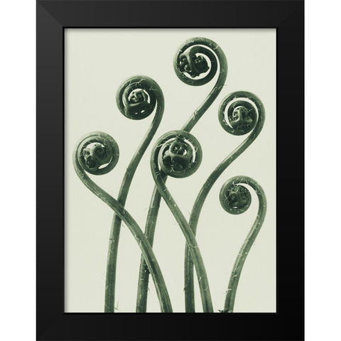 Adiantum pedatum (American Maiden-hair Fern) Black Modern Wood Framed Art Print by Blossfeldt, Karl