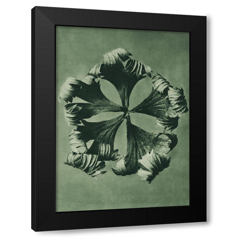 Trollius Europaeus (Globeflower) Black Modern Wood Framed Art Print by Blossfeldt, Karl