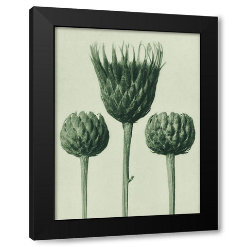 Serratula Nudicaulis (Bareâ€“Stemmed Common Sawâ€“Wort) Black Modern Wood Framed Art Print by Blossfeldt, Karl