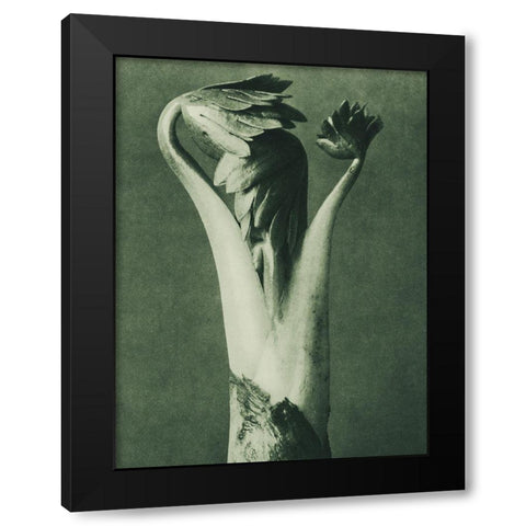 Aconitum (Aconite or Monks Hood) Black Modern Wood Framed Art Print with Double Matting by Blossfeldt, Karl