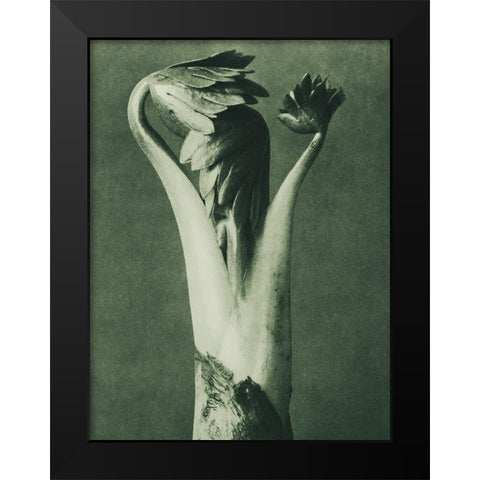 Aconitum (Aconite or Monks Hood) Black Modern Wood Framed Art Print by Blossfeldt, Karl