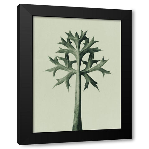Eryngium Bourgatii (Mediterranean Sea Holly) Black Modern Wood Framed Art Print with Double Matting by Blossfeldt, Karl