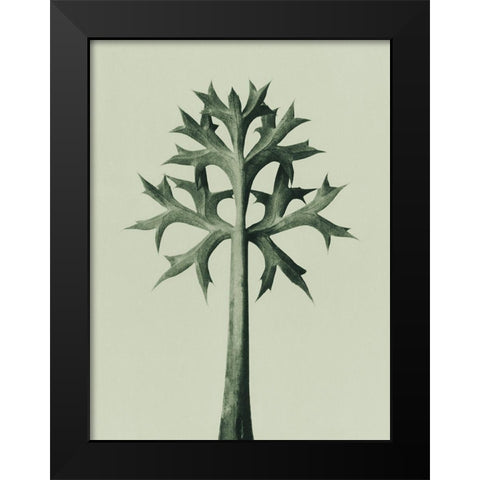 Eryngium Bourgatii (Mediterranean Sea Holly) Black Modern Wood Framed Art Print by Blossfeldt, Karl