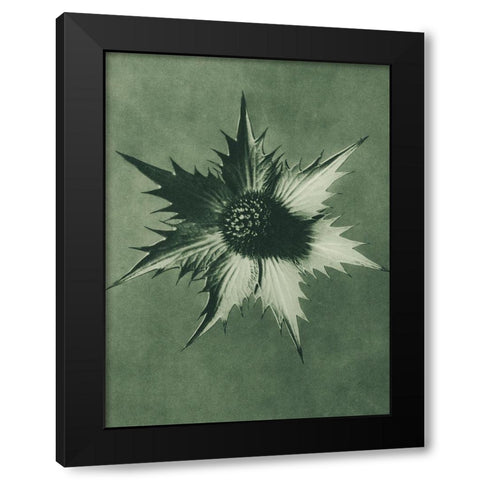 Eryngium Giganteum (Miss Willmotts Ghost) Black Modern Wood Framed Art Print with Double Matting by Blossfeldt, Karl