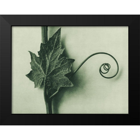 Bryonia Alba (White Bryony) Black Modern Wood Framed Art Print by Blossfeldt, Karl