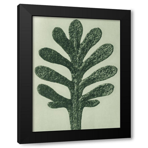 Achillea Umbellata (Yarrow) Black Modern Wood Framed Art Print by Blossfeldt, Karl