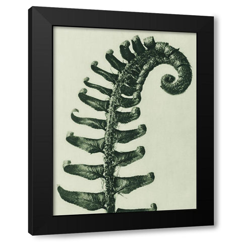 Polystichum Munitum (Prickly Shieldâ€“Fern) Black Modern Wood Framed Art Print by Blossfeldt, Karl