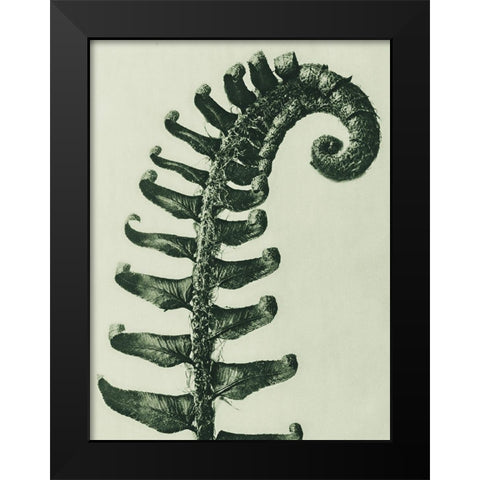 Polystichum Munitum (Prickly Shieldâ€“Fern) Black Modern Wood Framed Art Print by Blossfeldt, Karl