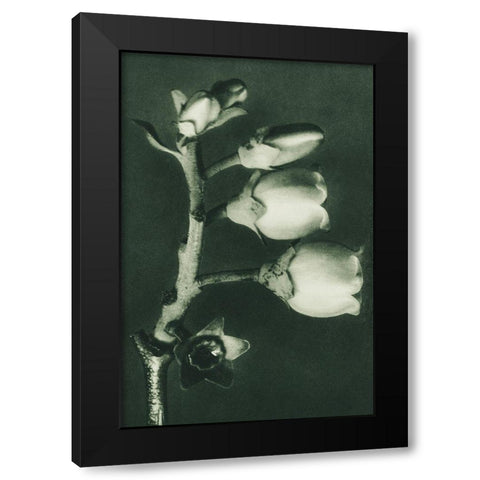 Vaccinium Corymbosum (Blueberry) Black Modern Wood Framed Art Print by Blossfeldt, Karl