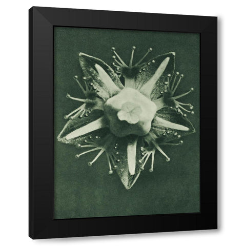 Parnassia palustris (Marsh Grass of Parnassus) Black Modern Wood Framed Art Print with Double Matting by Blossfeldt, Karl