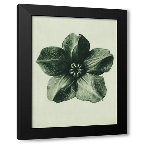 Cobea scandens (Mexican Ivy) Black Modern Wood Framed Art Print by Blossfeldt, Karl