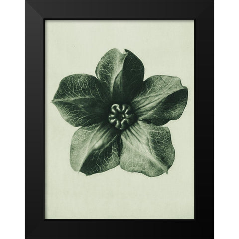 Cobea scandens (Mexican Ivy) Black Modern Wood Framed Art Print by Blossfeldt, Karl