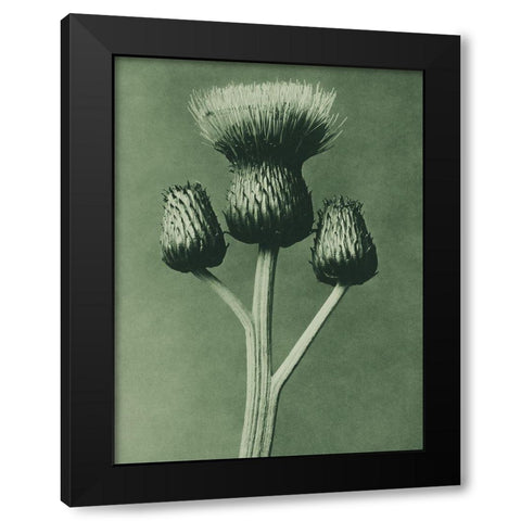 Cirsium Canum (Queen Anne Thistle) Black Modern Wood Framed Art Print with Double Matting by Blossfeldt, Karl
