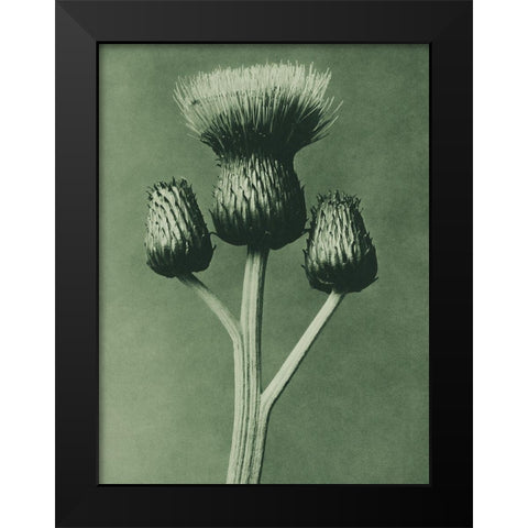 Cirsium Canum (Queen Anne Thistle) Black Modern Wood Framed Art Print by Blossfeldt, Karl