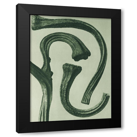 Cucurbita (stems of a Pumpkin)  Black Modern Wood Framed Art Print with Double Matting by Blossfeldt, Karl