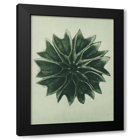 Abutilon (Lime Mallow)  Black Modern Wood Framed Art Print by Blossfeldt, Karl