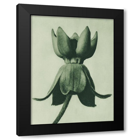 Asclepias syriaca (Common Milkweed) Black Modern Wood Framed Art Print with Double Matting by Blossfeldt, Karl