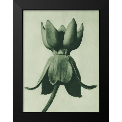 Asclepias syriaca (Common Milkweed) Black Modern Wood Framed Art Print by Blossfeldt, Karl
