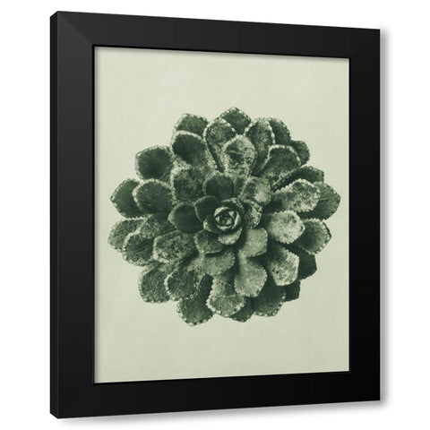 Margined Pyramidal Saxifrage (Saxifraga Aizoon) Black Modern Wood Framed Art Print by Blossfeldt, Karl