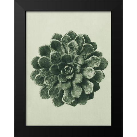 Margined Pyramidal Saxifrage (Saxifraga Aizoon) Black Modern Wood Framed Art Print by Blossfeldt, Karl
