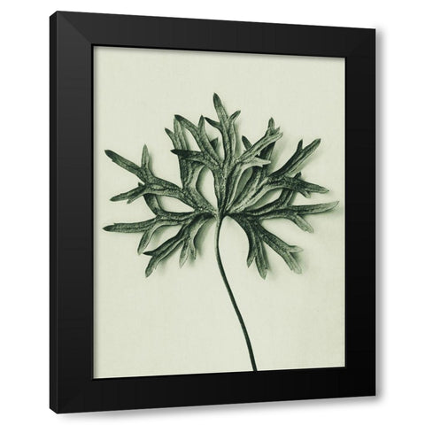 Aconitum Anthora (Yellow Monkshood Leaf) Black Modern Wood Framed Art Print by Blossfeldt, Karl