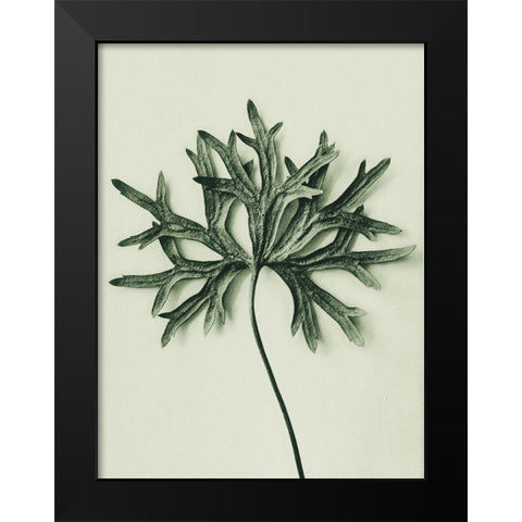 Aconitum Anthora (Yellow Monkshood Leaf) Black Modern Wood Framed Art Print by Blossfeldt, Karl