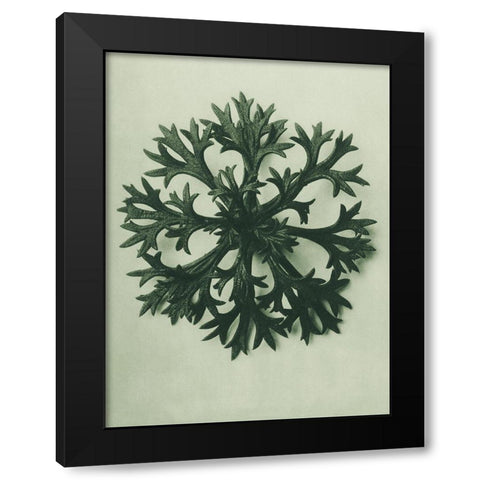 Saxifraga Willkommniana (Willkomms Saxifrage) Black Modern Wood Framed Art Print by Blossfeldt, Karl