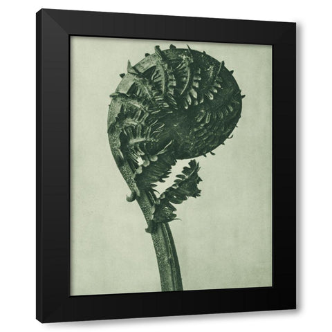 enlarged 8 times from Urformen der KunstÂ  Black Modern Wood Framed Art Print with Double Matting by Blossfeldt, Karl