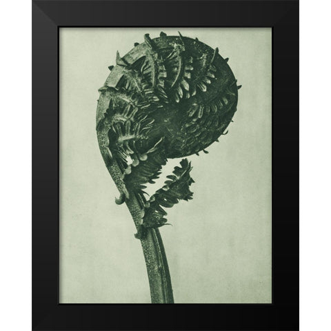 enlarged 8 times from Urformen der KunstÂ  Black Modern Wood Framed Art Print by Blossfeldt, Karl