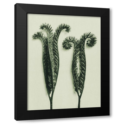 Phacelia Tanacetifolia (Lacy Phacelia) Black Modern Wood Framed Art Print with Double Matting by Blossfeldt, Karl