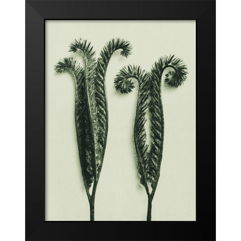 Phacelia Tanacetifolia (Lacy Phacelia) Black Modern Wood Framed Art Print by Blossfeldt, Karl