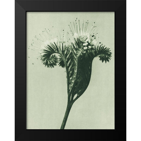 Phacelia tanacetifolia (Lacy Phacelia)  Black Modern Wood Framed Art Print by Blossfeldt, Karl