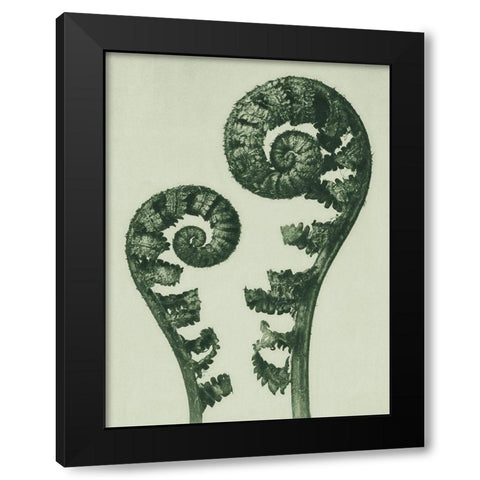 Aspidium Filix Mas (Shield Fern Fronds) Black Modern Wood Framed Art Print with Double Matting by Blossfeldt, Karl