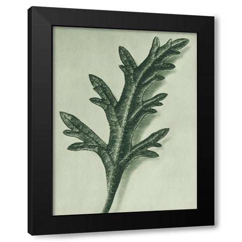 Verbena Canadensis (rose mock vervain) Black Modern Wood Framed Art Print by Blossfeldt, Karl