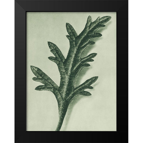 Verbena Canadensis (rose mock vervain) Black Modern Wood Framed Art Print by Blossfeldt, Karl