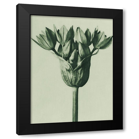 Allium Ostroroskianum (ornamental onion) Black Modern Wood Framed Art Print with Double Matting by Blossfeldt, Karl