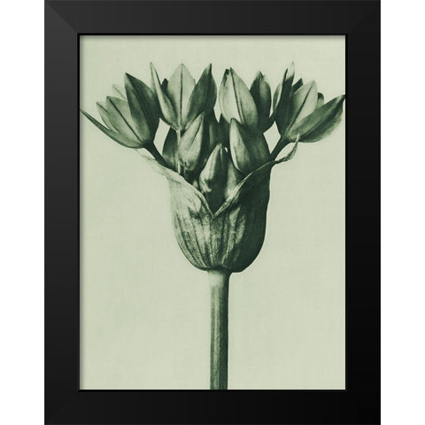 Allium Ostroroskianum (ornamental onion) Black Modern Wood Framed Art Print by Blossfeldt, Karl